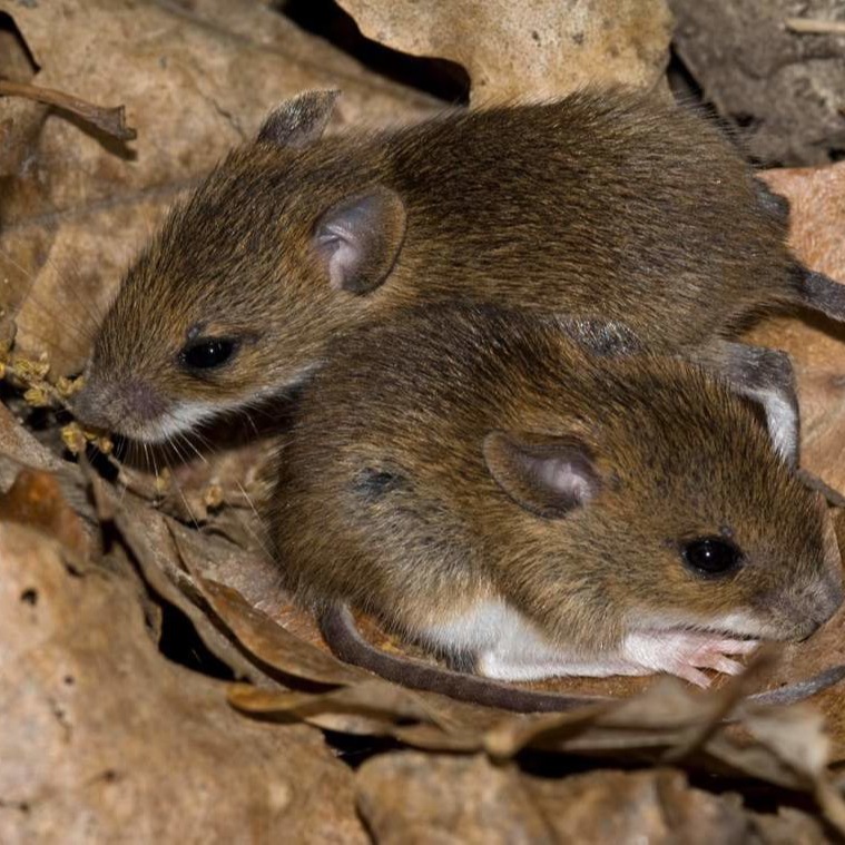 Уничтожения мышей в частном доме в Зеленограде?