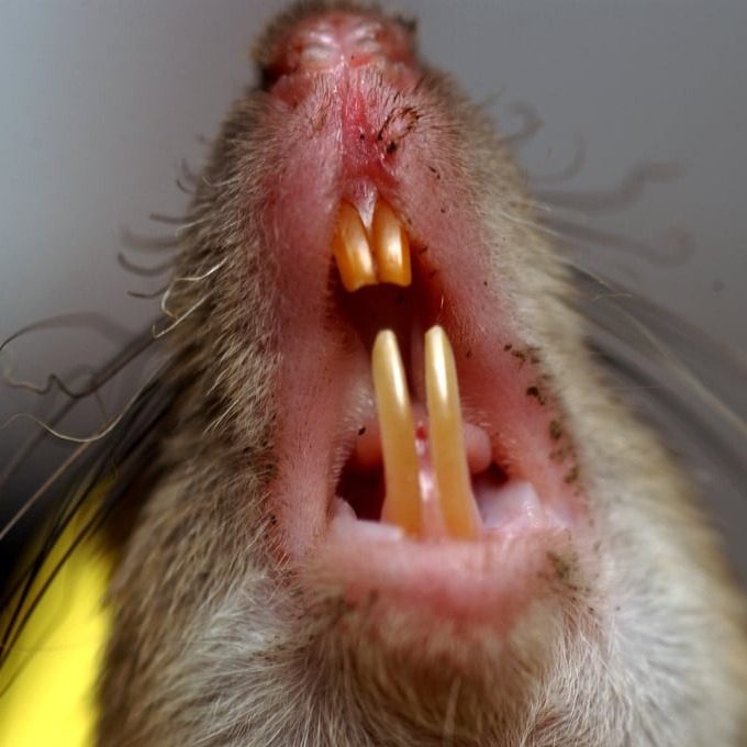 Дератизация крыс в Зеленограде?